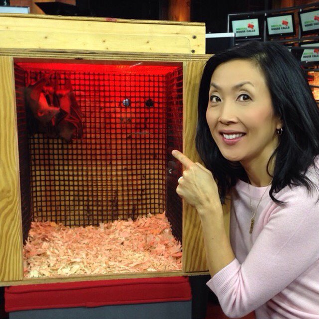 Hanging with some bats on this edition of <a href="/CP24AHC/">Animal House Calls</a>. #bats #cp24 #Toronto #mammal