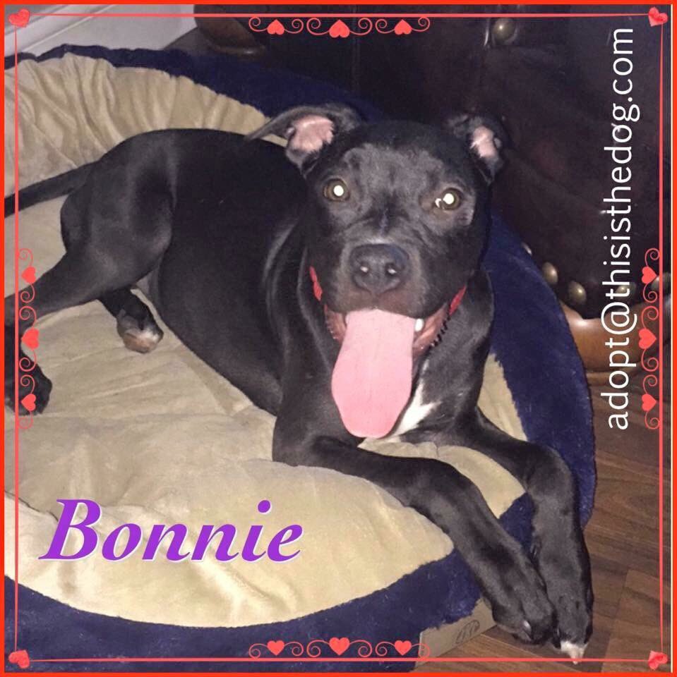 thisisthedogFL's tweet photo. Beautiful Bonnie is ready to go home with you!! https://t.co/b2uxkFnInE