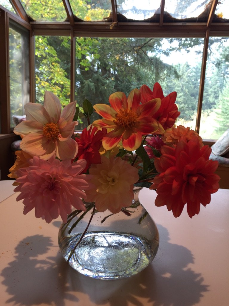 Last dahlias before Daylight Savings Time ends. :-( #FB