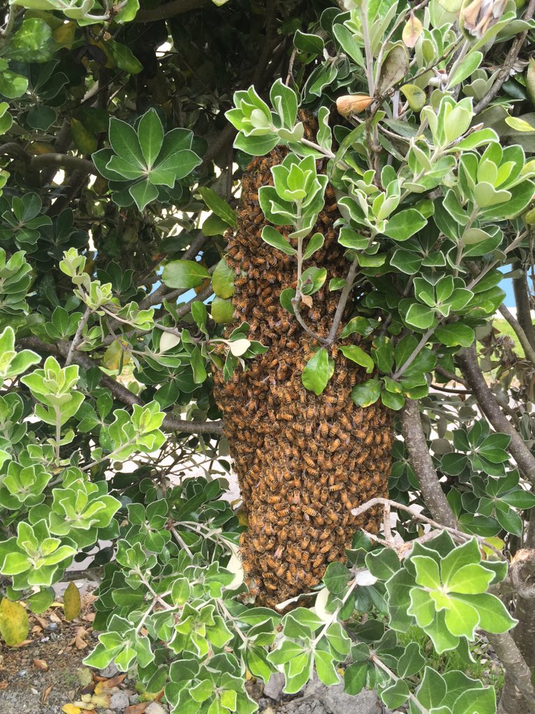 Neil_NPS's tweet photo. Swarm of bees settling at #imagineNPS @Mel_Karl @brendak80 https://t.co/P6uT86f4Od