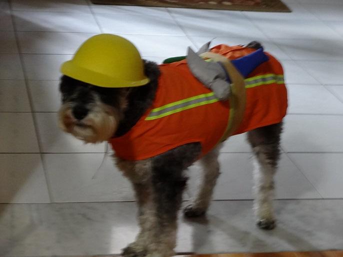 <a href="/CP24AHC/">Animal House Calls</a> Happy Halloween. This is Cheech the schnauzer. Cheers!