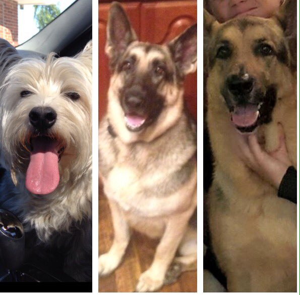 djhawk3's tweet photo. Shout out to all our dawgs on their birthday. @knox_adam @kaidendavis27 https://t.co/oMpTelVyUS
