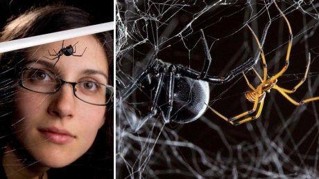 CBCNews's tweet photo. Live-tweeting of spider sex fascinates the web https://t.co/3qpiqeEuD8 https://t.co/m2yAJm9k7w