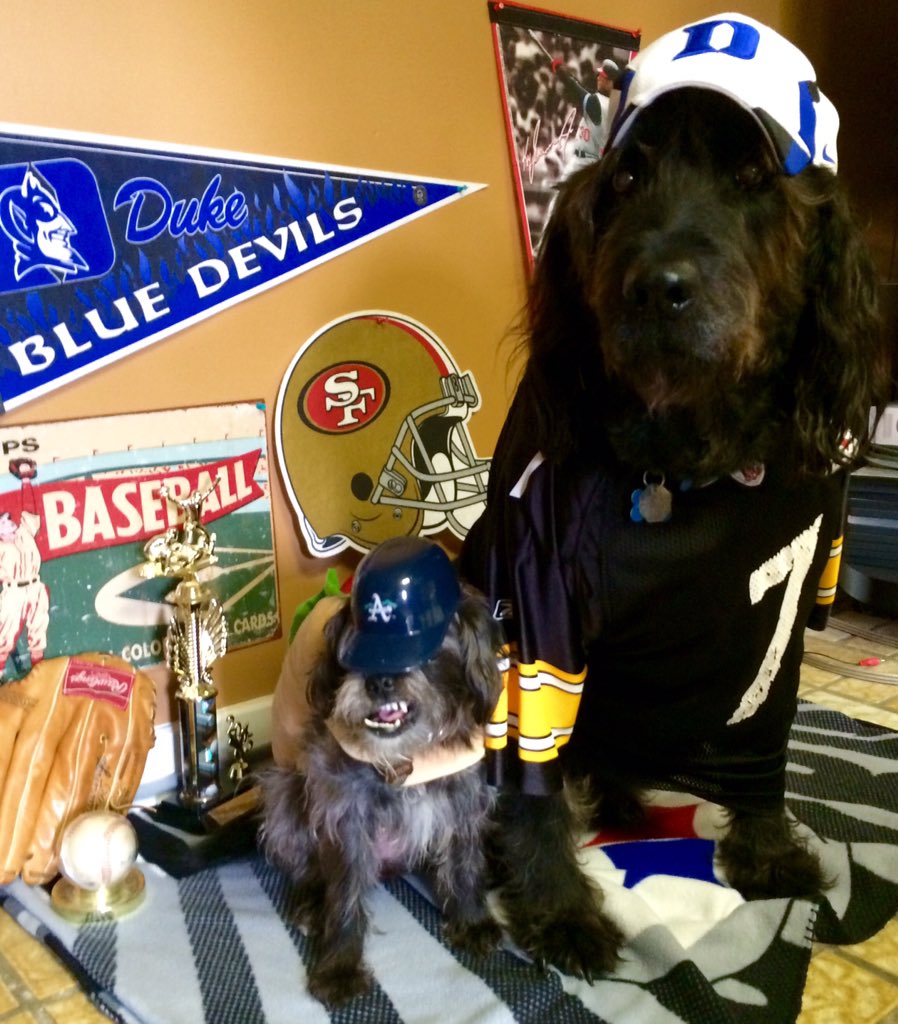 gates_terri's tweet image. Brody the Labradoodle as a sports fan &amp;amp; Tyson the pugapoo as a hot dog #BlogPawsHalloween