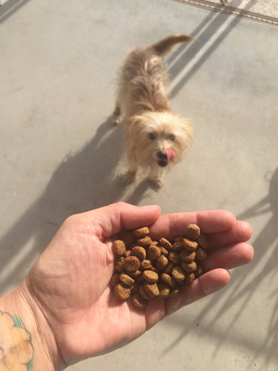 WellMinded's tweet photo. N.A.S.H.A. is stoked that it's dinner time here in AZ so she can have @PinnacleDogFood @BlogPaws #blogpawschat https://t.co/Ob73wQf4qG