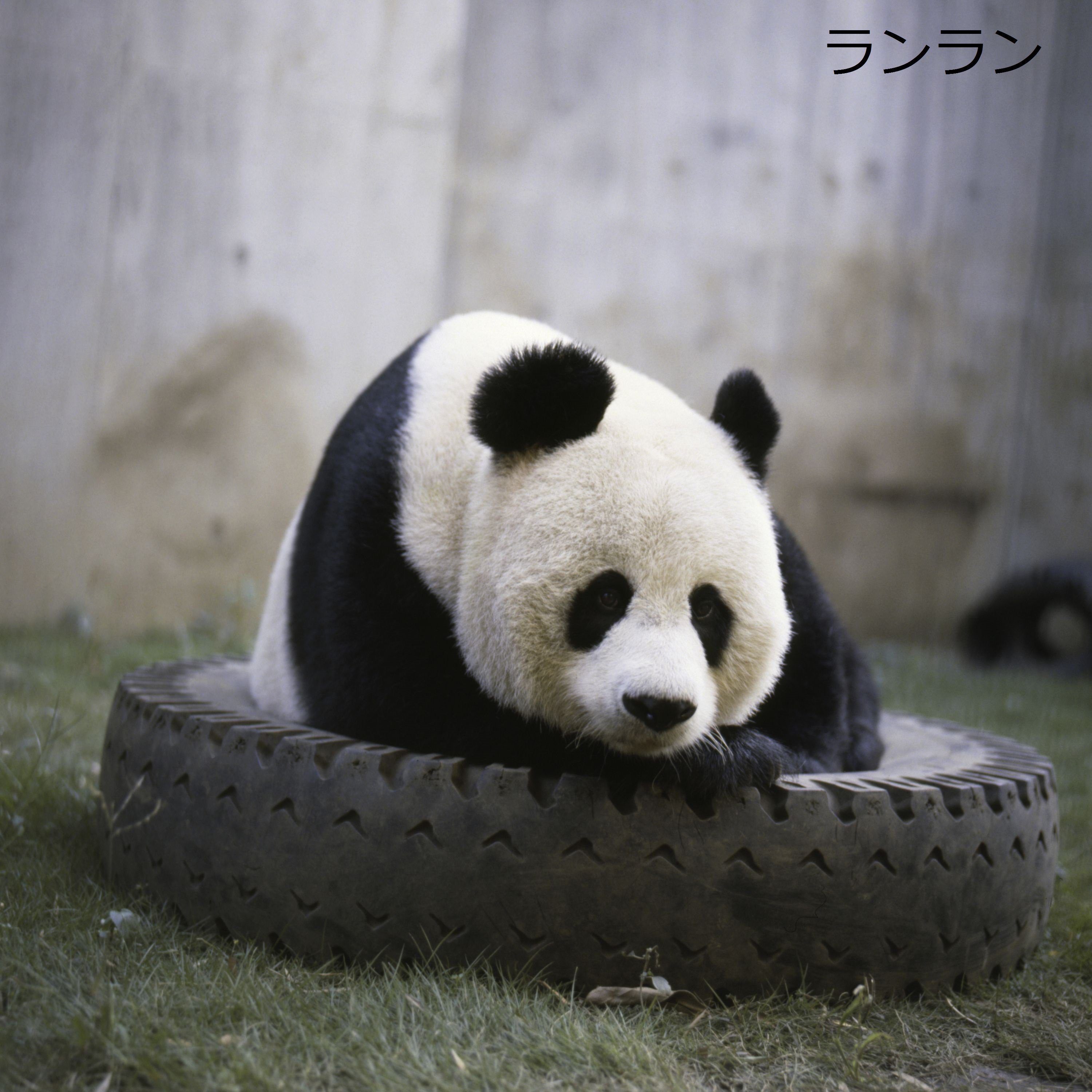 上野動物園［公式］ on X: 