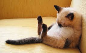 CatTopics1 tweet picture