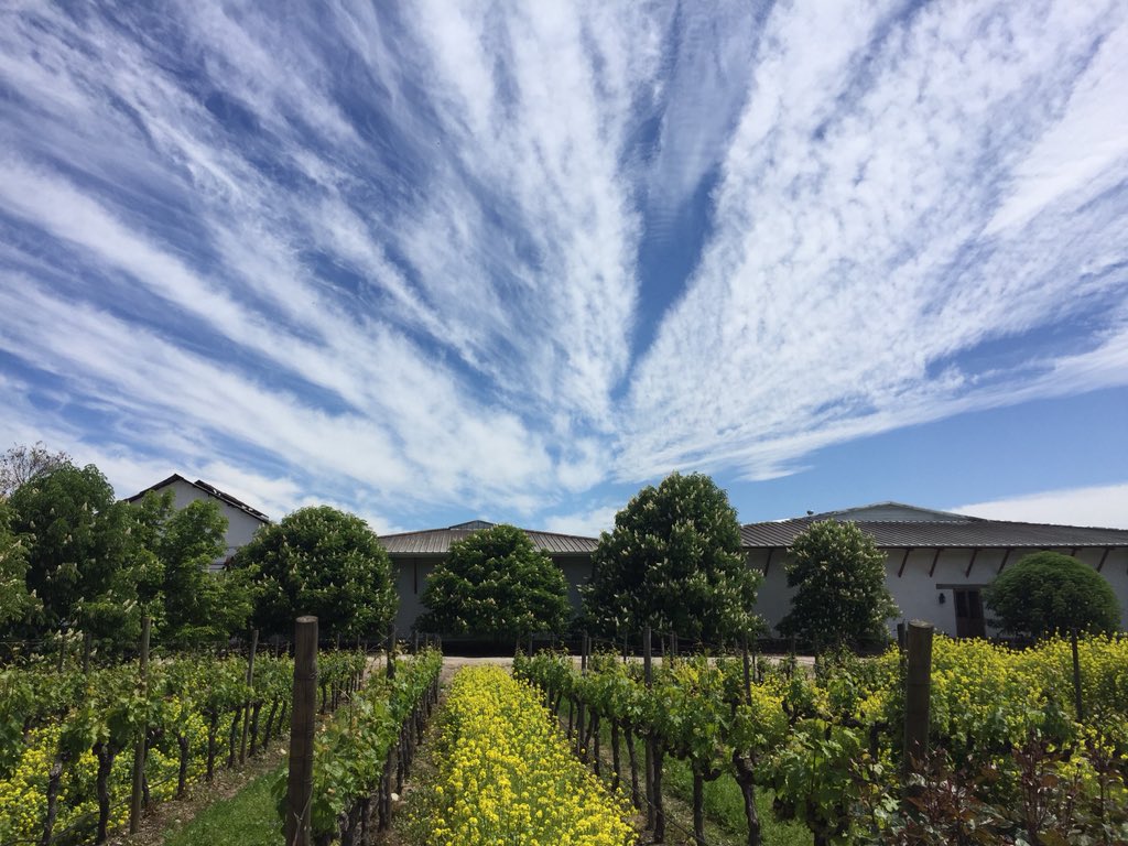 Solo faltan los corzos. Qué gran país Chile y qué maravillosa primavera
