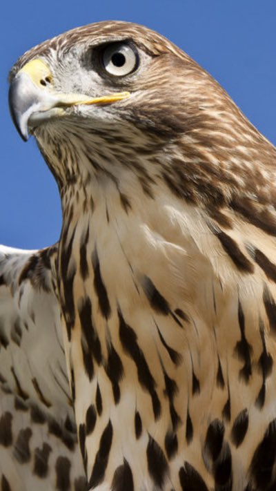 monmouth_wbb's tweet image. That look coach gives you when you don't play #helpdefense BY ANY MEANS.