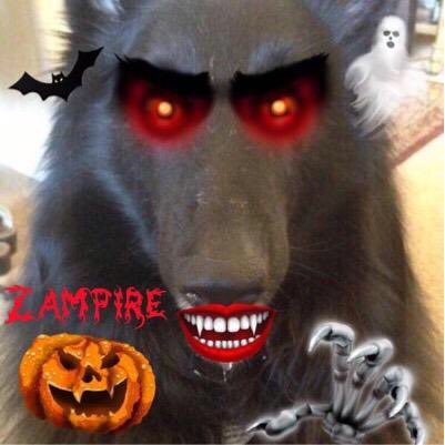 loridowney3's tweet photo. #Zampire
^-^
👀
\•/
V V
@MelEcollage @DaneJoey @NerdistMom @dogcelebration @vezzolini @MelodiePariseau @MelRises https://t.co/4GQ6VtkKTe