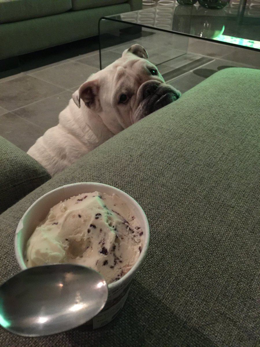 robdyrdek's tweet photo. 🐶 🍨 🐶 🍨 🐶 🍨 🐶 🍨 https://t.co/vVrak0ESiP