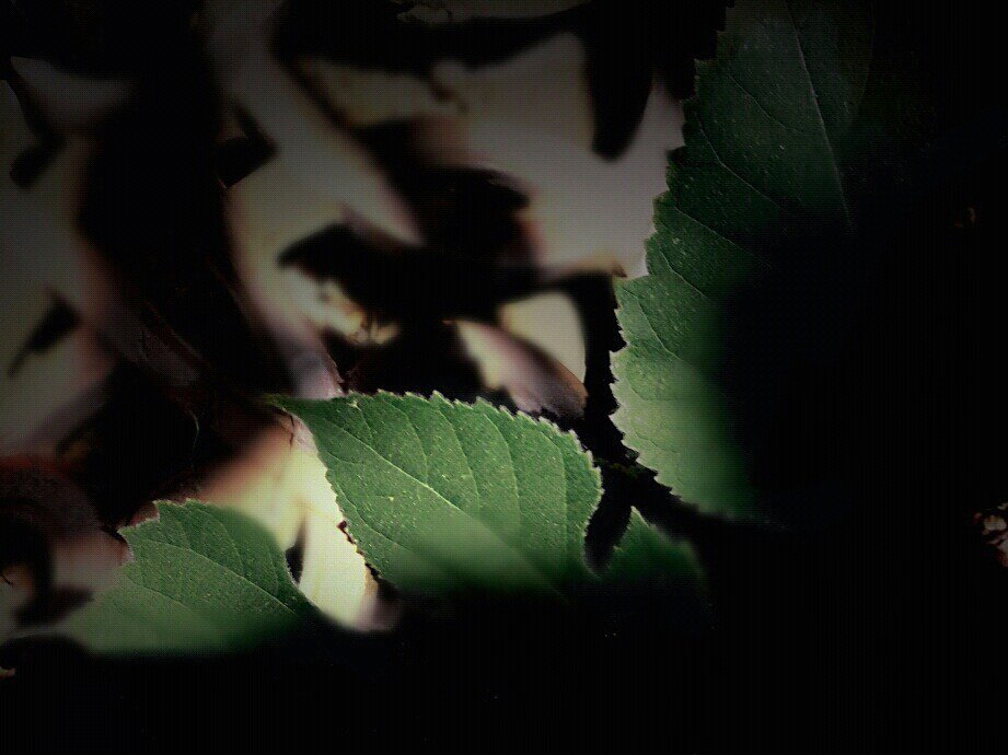bARTenderShots's tweet photo. @bARTenderPix @ Stephano's @The_Culthouse @HuffPostArts #lightandshadow #trees #nature #leaves https://t.co/D2AKHHq24c