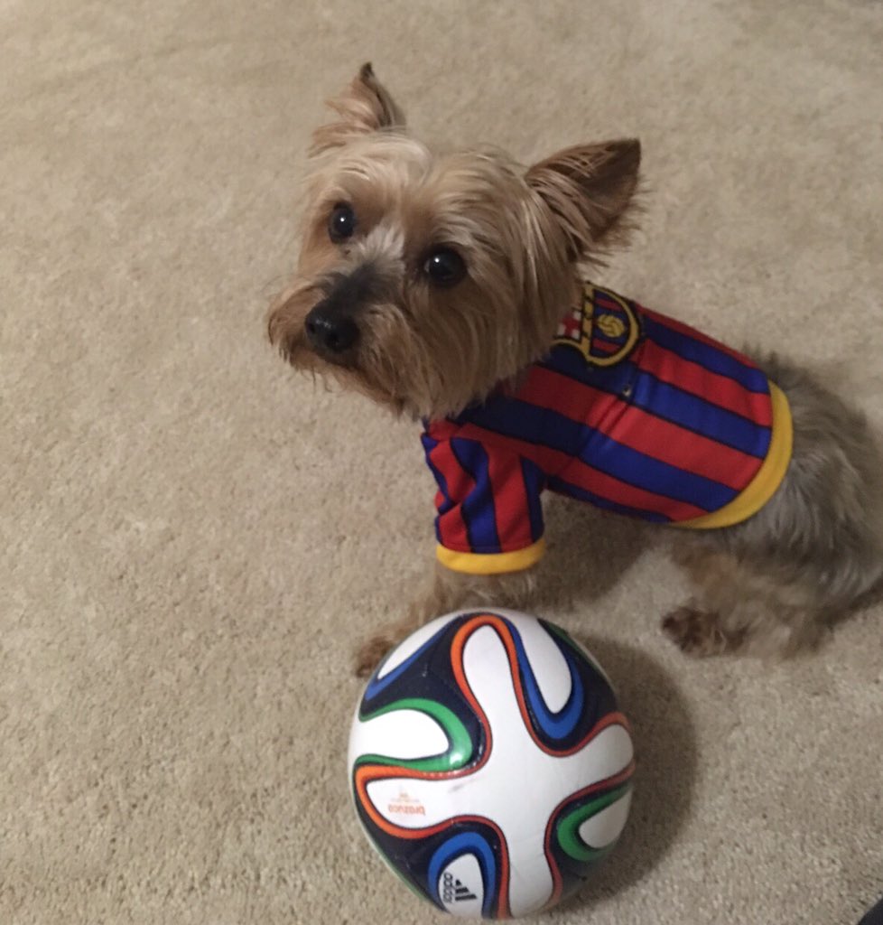 JeanneDelgado28's tweet photo. Happy Halloween from LOLO Barcelona fc soccer dog!! @abcWNN @reenaninan https://t.co/3fMwDIONty