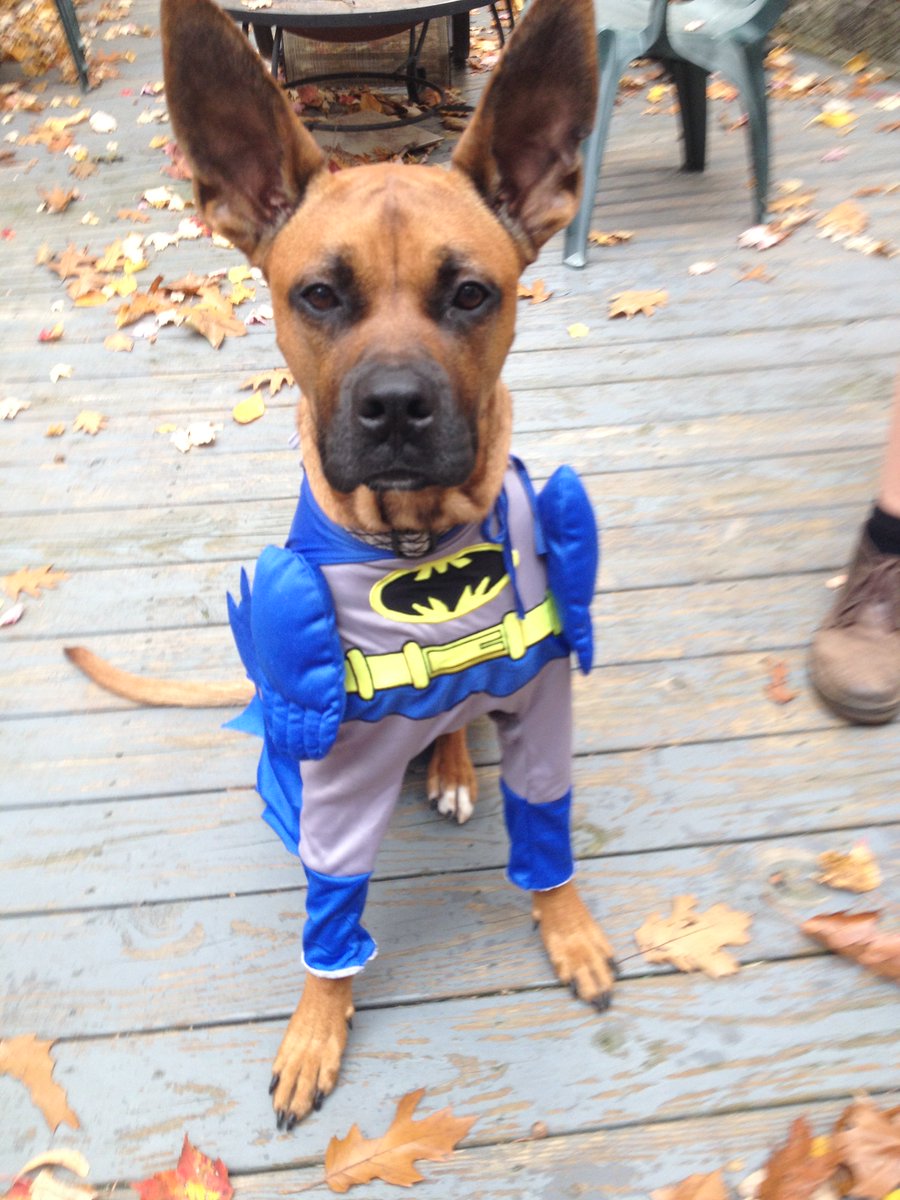 wkyc's tweet photo. We want to see your pets in their Halloween costumes! Share your photos with us using #3Halloween https://t.co/Vbn3mkbEVL