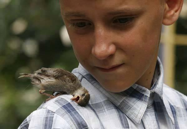 _Paisajes_'s tweet photo. Niño de 12 años que salvó y alimentó a un gorrión huérfano. El gorrión ahora lo sigue a cualquier parte que él va. https://t.co/Doh0SCoFQ2
