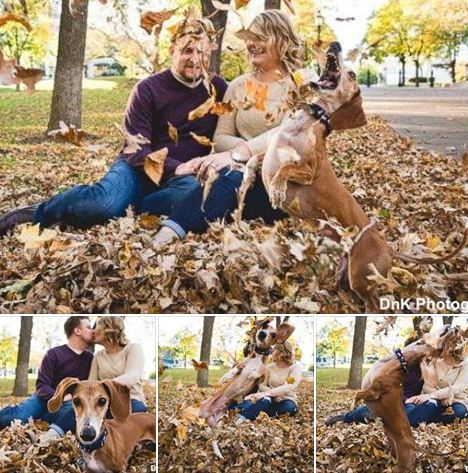 weartv's tweet photo. Best photobomb ever! Dog steals spotlight when he photobombs a couple's engagement shoot. https://t.co/3V8Mo81FjH https://t.co/kA9HbgQCfH