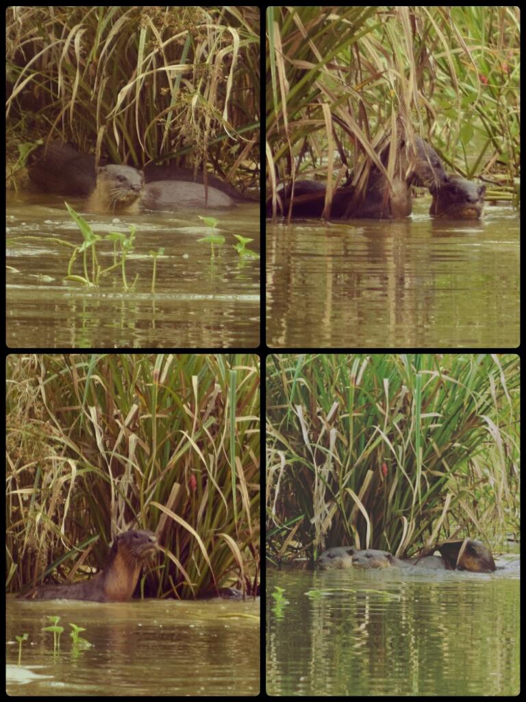 #smoothcoatedotter this morning at a #fishfarm - #conflict #malaysia #consevation <a href="/ruffordgrants/">Rufford Foundation</a>