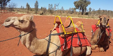 chrisdotroberts's tweet photo. @ewechris I'm riding camels in Uluru - booyah! You've gotta see this :D https://t.co/BArhzhlTlW #holidayselftest https://t.co/zkiE4gu3F7