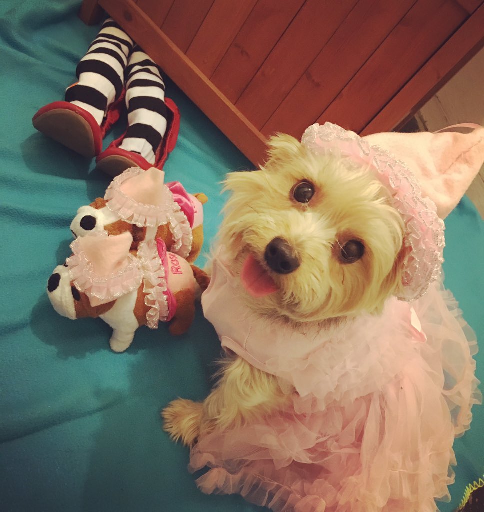 BoricuaTerrier's tweet image. Here is Duchess, a member of the Lullaby League #WizardofOz #BlogPawsHalloween
