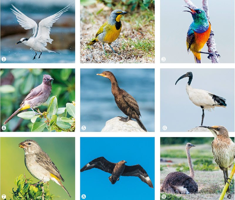 SACLMag's tweet image. #TwitcherTest How many of these birds can you identify? (Images by @WildImagery) &amp;gt; buzz.mw/bat5f_f