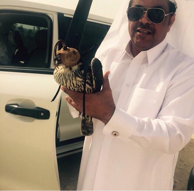 jaber_3636's tweet photo. هذا الفرخ الشاهين المطروح في الشرقيه / الجبيل 
عند خميس بن راشد البوعينين https://t.co/GNsH15egSi
