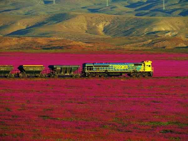Amy_Greenbank's tweet photo. One of the driest deserts in the world, #Atacama is now overrun with flowers. Cred: @toroco_vallenar @SkyWeatherAUS https://t.co/dU3yGiEQny
