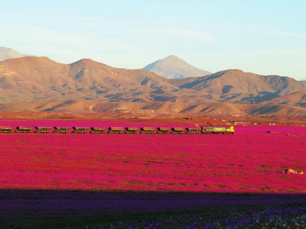 Amy_Greenbank's tweet photo. One of the driest deserts in the world, #Atacama is now overrun with flowers. Cred: @toroco_vallenar @SkyWeatherAUS https://t.co/dU3yGiEQny