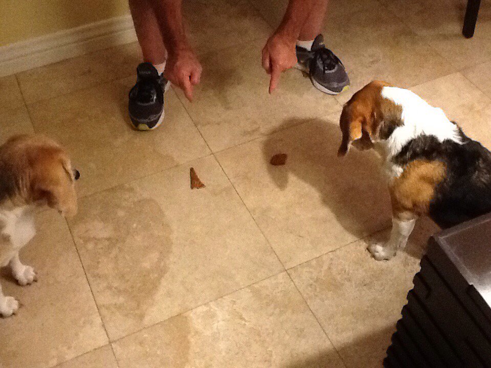 BeagleProbs tweet picture
