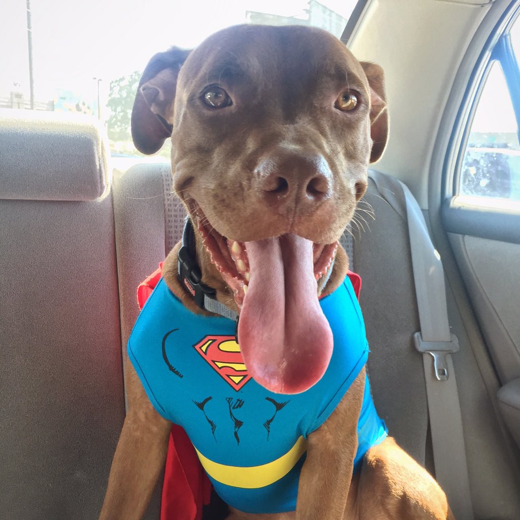 atenasthepit's tweet image. Nico happily wears his super dog costume ❤️🐶 #BlogPawsHalloween