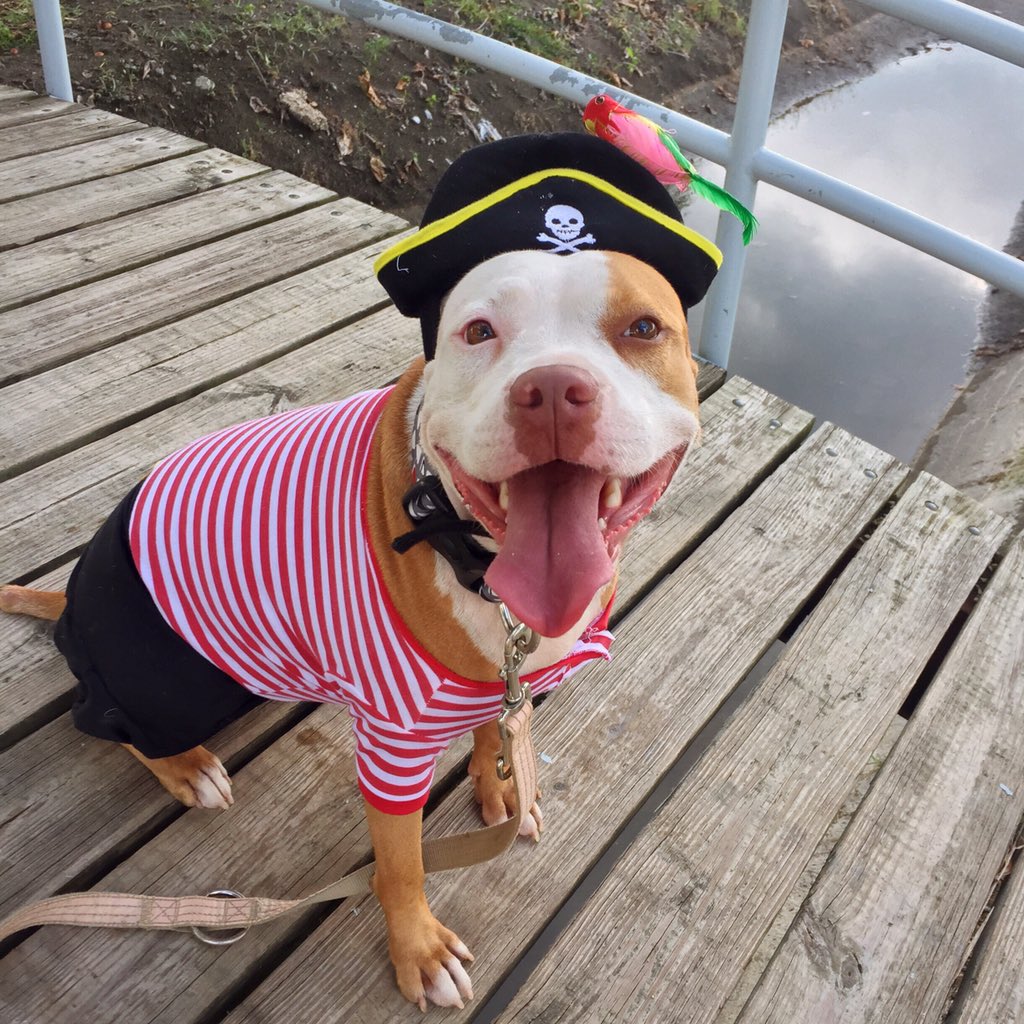 atenasthepit's tweet image. Atenas loves to wear her pirate costume! ❤️🐶 #BlogPawsHalloween
