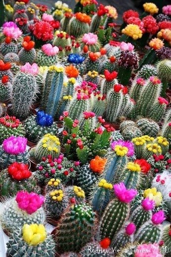 CactusDelMundo's tweet photo. We are twitter of cactus, followme #yuta #kanachannel #teamfollowback https://t.co/DXnYuQlp20