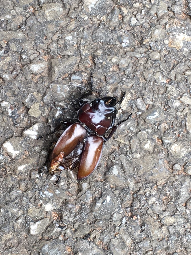 おきしま 琉球列島採集観察地ガイド 絶賛頒布中 On Twitter チャイロマルバネクワガタの轢死体 採集禁止 だけを保護施策として 保護のために必要な策を一切講じない石垣市の無能無策の象徴 Https T Co Vxmffpppuu Twitter