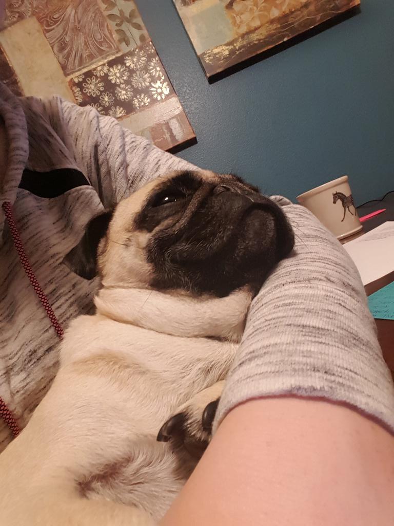 tucker_pug's tweet photo. Just helping mom with some homework. #pug #helperpug #smartypug https://t.co/IT2X66nSrO