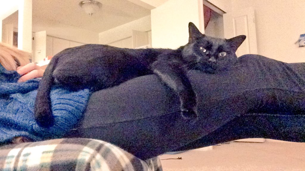 melaniedemmer's tweet photo. Happy National Black Cat Day! #nationalblackcatday #kittybusiness #sluglife https://t.co/nm7bs79nYV