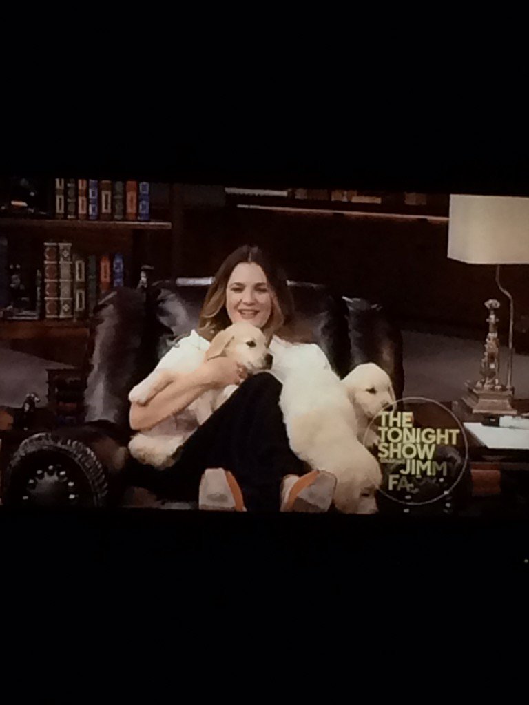 tabikat45's tweet photo. Wishing I could play pup quiz #FallonTonight #IWantAPuppy https://t.co/NvvViR6JVX