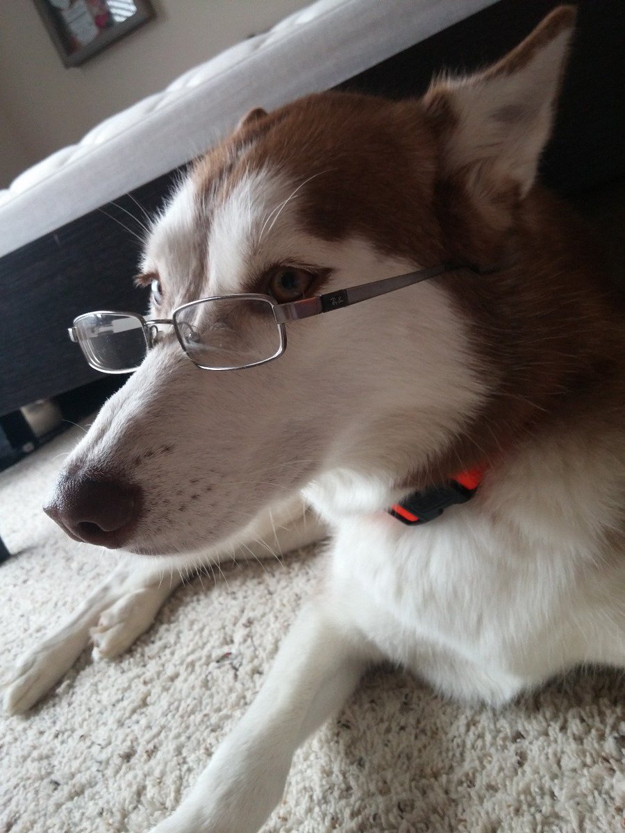 planobrett's tweet photo. @kyletaylored @davidbrunow yup someone will know. Not me though. Here's developer dog instead. https://t.co/Q8cVxDBgzc