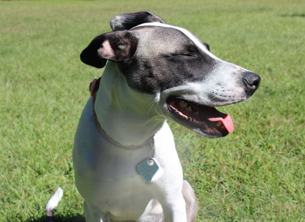 bestwebstrategy's tweet image. @sqlqueen Hey #SQLMVP don&apos;t lose your best friend! Track your dog w/ a Tile from @Tegile bit.ly/PASS__Summit