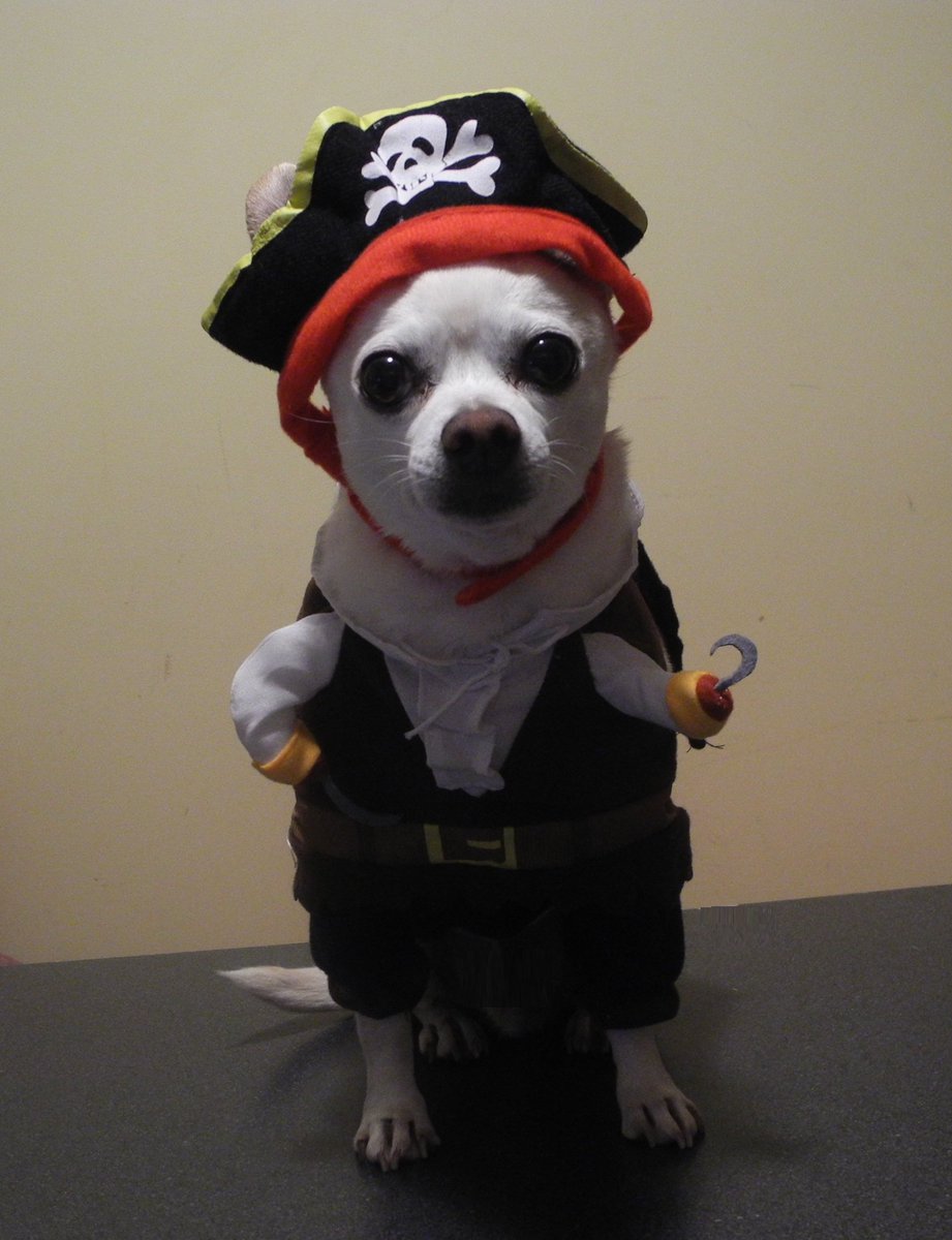 PiranhaBanana's tweet image. @PiranhaBanana wearing a Pirate Costume #BlogPawsHalloween