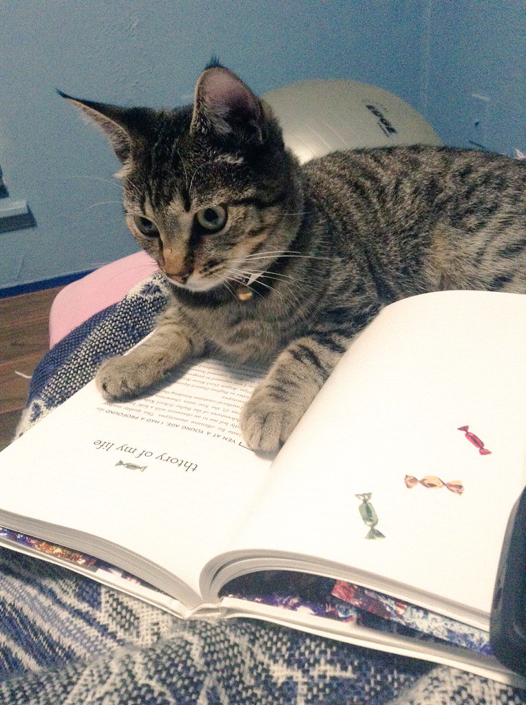 sandypalaciosss's tweet photo. Lily reading her favorite chapter 🍬 #PetsReadingBinge @tyleroakley #BINGEBOOK https://t.co/1SPjIoChYg