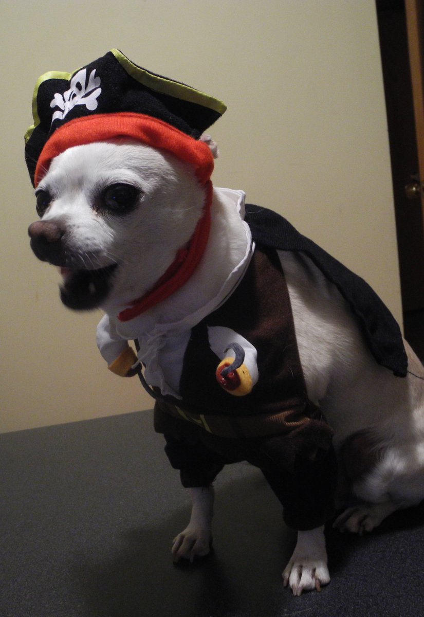 PiranhaBanana's tweet image. @PiranhaBanana Wearing a Pirate Costume - ARRRRR!  #BlogPawsHalloween.