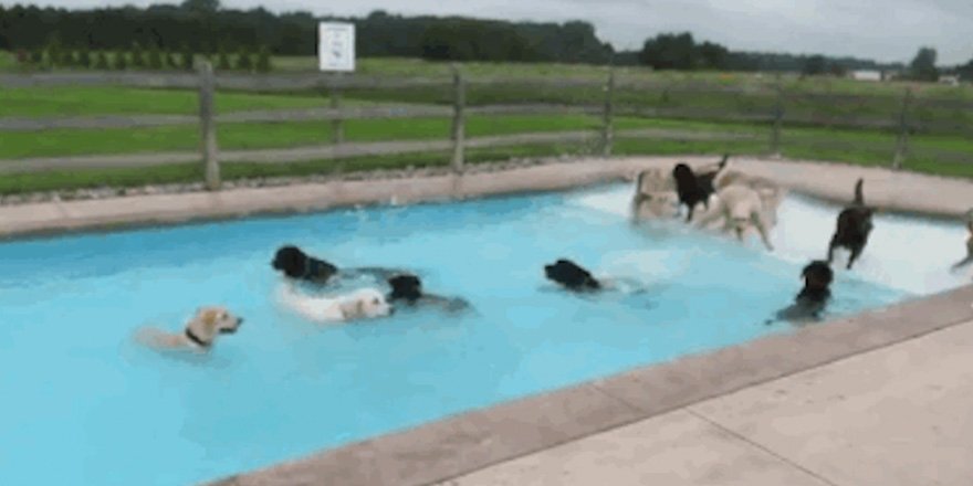 What's Cheeky doing in the pool?? #DoggyPaddle #KICKAU #EvangelineHarcourt fal.cn/KKNi