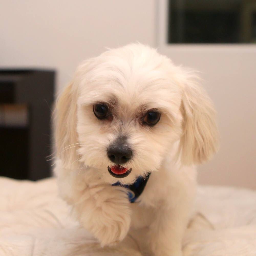 TheItMom's tweet photo. New addition to #TheTehs! Say hello to Duke, our 4yr old #Maltese! @TheItDad + I adopted him at the @NevadaSPCA! ❤️ https://t.co/8NTYEyYptx