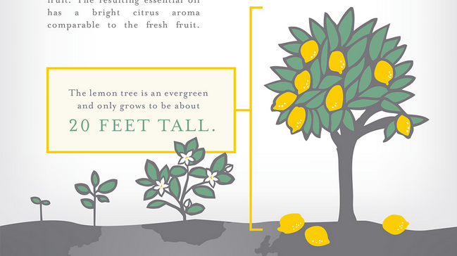 youngliving's tweet photo. Did you know - Lemon trees only grow to 20 ft. Get more lemony facts: https://t.co/uH4I4ZVmlQ https://t.co/w0YlNbIhZz