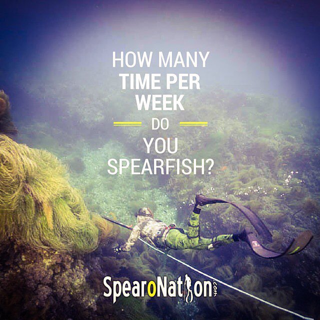 SpearoNation's tweet photo. How often do you spearfish? #spearonation #freediving #fishing #skindiver #floatline #spea⦠https://t.co/8wSeyFhanY https://t.co/0n2Cdsvqq0