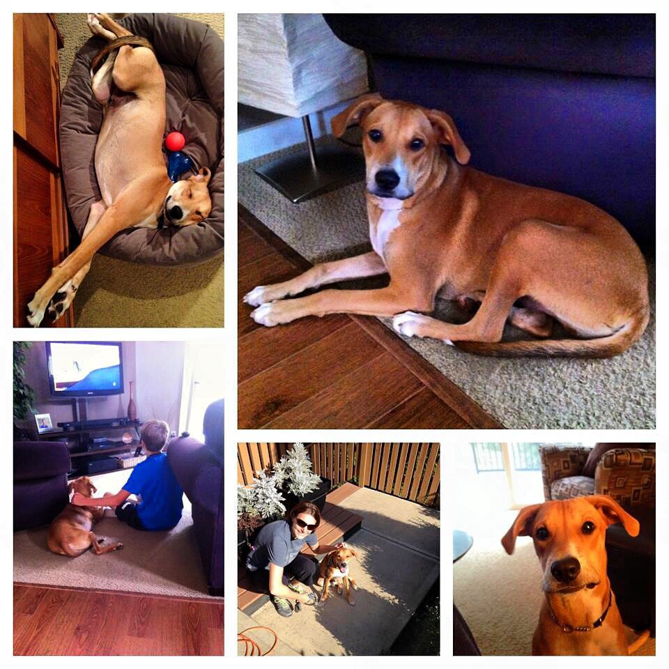 Adopted!! Yaaay Pixel! ❤️🐶👏