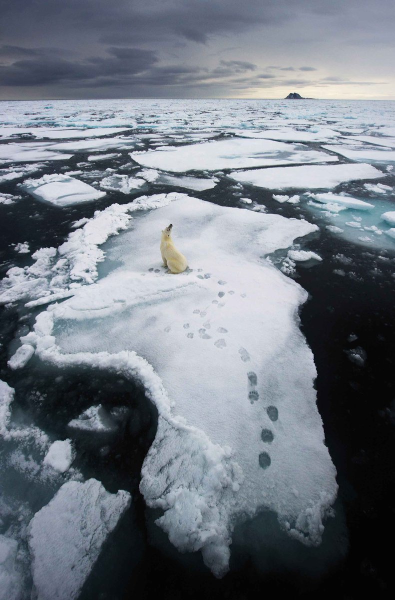 WorldPlaces_'s tweet photo. Living on thin ice #Polarbear #Nature #Globalwarming #Worldplaces https://t.co/QUD0PRkjwU