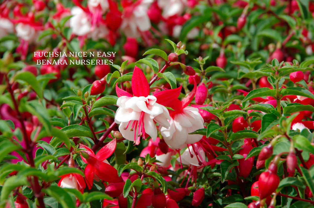 Benara Nurseries tweet media