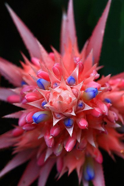 CactusDelMundo's tweet photo. Follow us to see the most beautiful cactus in the world #photography#marketing#app#taurus https://t.co/XypMHkkUq2
