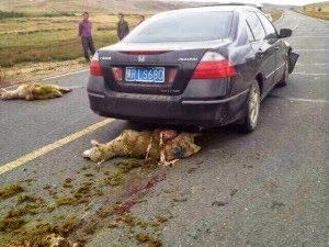 moejunko's tweet photo. Save #Tibet #Turkist #SouthernMongolia
Shame Shame Shame
Independence https://t.co/smgPxksaqo