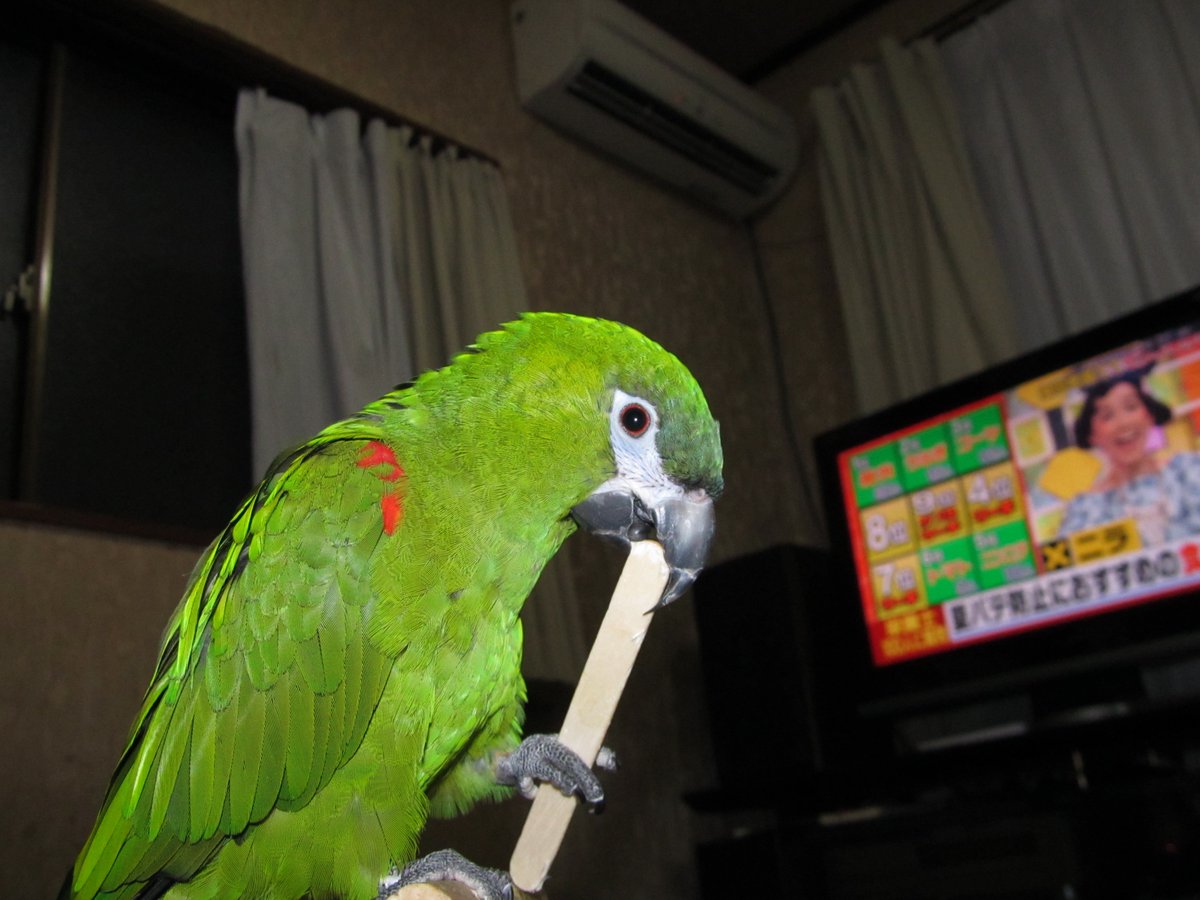 yannnyon's tweet photo. 14/9/13に岡山市大福から迷子のコミドリコンゴウインコの「ちゃっちゃ」を探しています。緑色で嘴が黒で手乗りの中型インコです。
どうぞ情報を下さい。
岡山南署086-245-0110届済。
#インコ  #迷子 #拡散 #岡山 https://t.co/U11S2yABgr